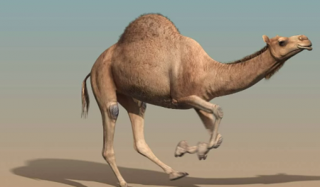 تفسير حلم الجمل يلاحقني للمتزوج